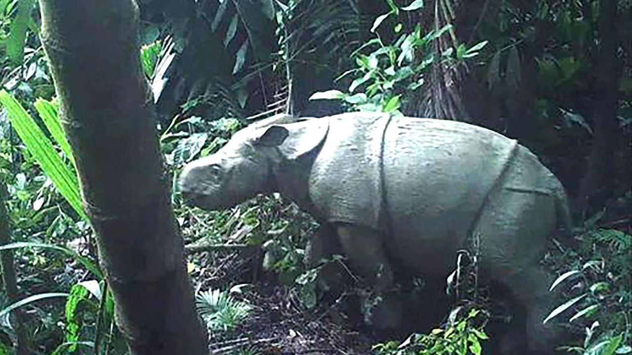 One of two rare Javan rhino calves. Credit: AFP Photo