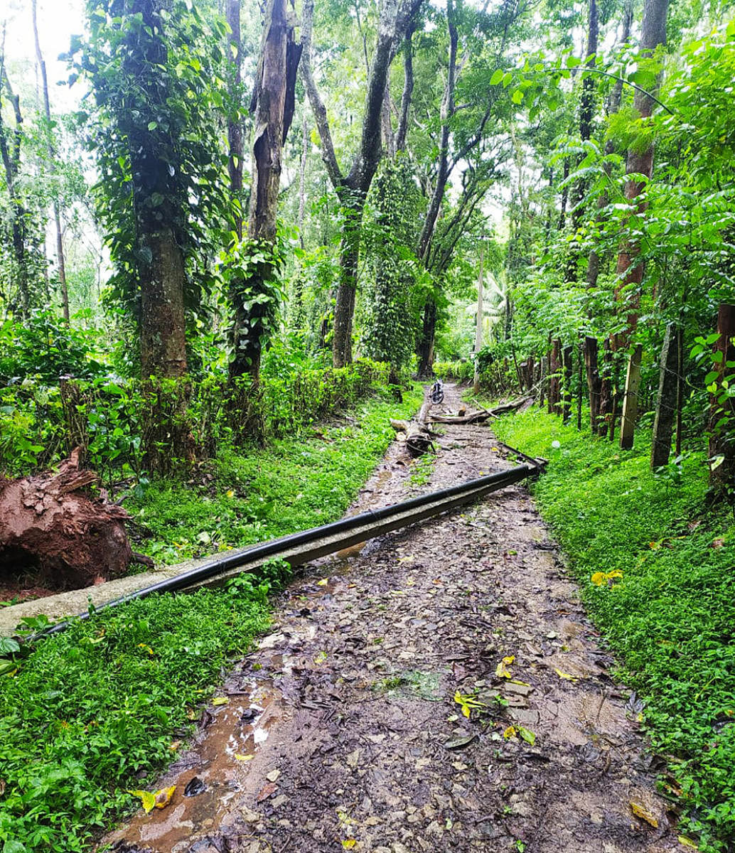 A tree and an electricity pole fell on Kalluru Road near Suntikoppa following the rain.