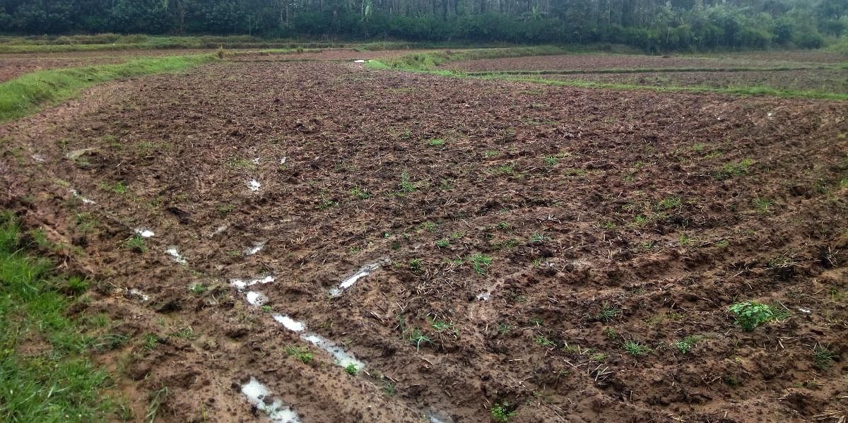 A paddy field ready for transplantation in Gowdalli village of Somwarpet taluk.