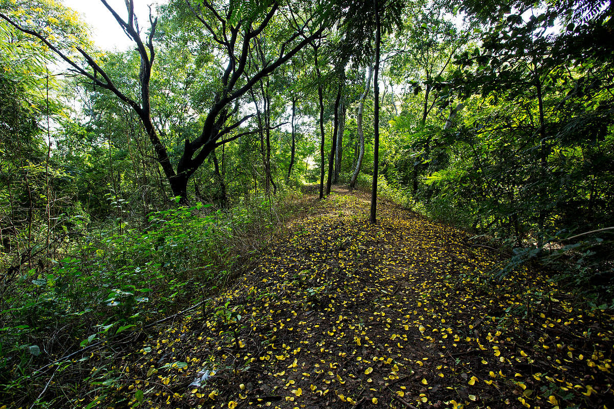 The forest, spread over 50 acres, is located about 40 km from central Bengaluru