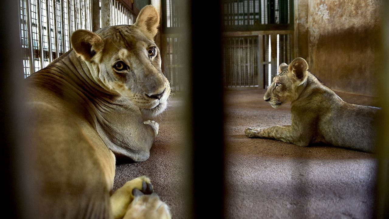 Lions at the famous 'Arignar Anna Zoological Park' at Vandalur, in Chennai. Credit: PTI File Photo