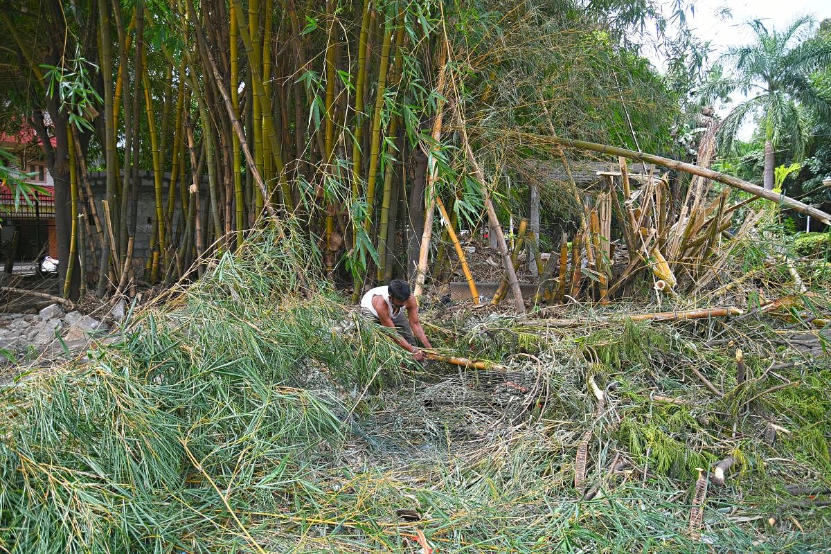 Workers pull down the bamboo grove at Kumara Park near Sivananda Circle, Bengaluru. DH PHOTO/PUSHKAR V