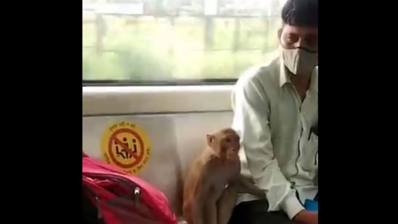 In the video, shared by a user on Twitter, this unexpected visitor can be seen roaming around in the carriage and eventually settling on a seat next to a commuter. Credit: Twitter/@nareshkapoor