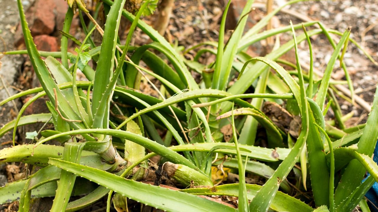 Aloevera plant. Credit: iStock Photo