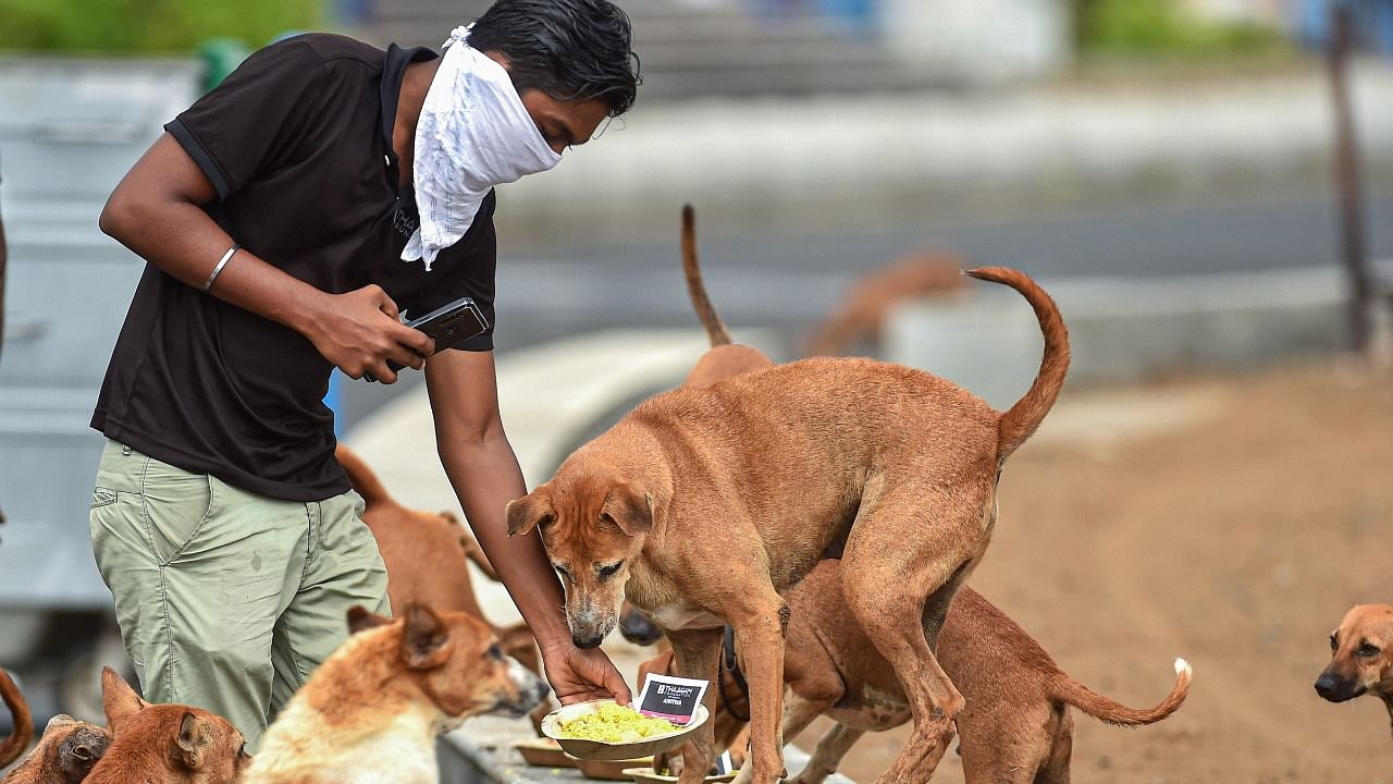A volunteer feeds stray dogs during Covid-19 lockdown, in Chennai, Saturday, June 12, 2021. Credit: PTI Photo
