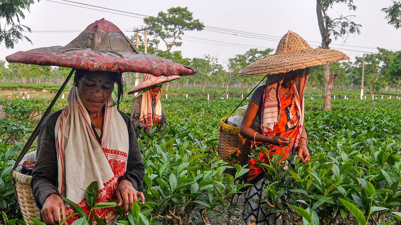 Tea garden workers, who constitute nearly 20 per cent of Assam's total population (3.20 crore) have seen 13,329 Covid-19 positive cases so far. Credit: PTI File Photo