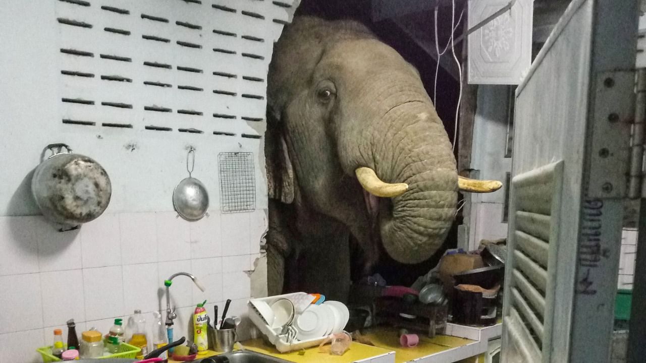 This photograph taken on June 20, 2021, and received courtesy of Radchadawan Peungprasopporn via her Facebook account on June 22, 2021, shows an elephant searching for food in the kitchen of her home in Pa La-U, Hua Hin. Credit: Facebook/Radchadawan PEUNGPRASOPPORN/AFP Photo