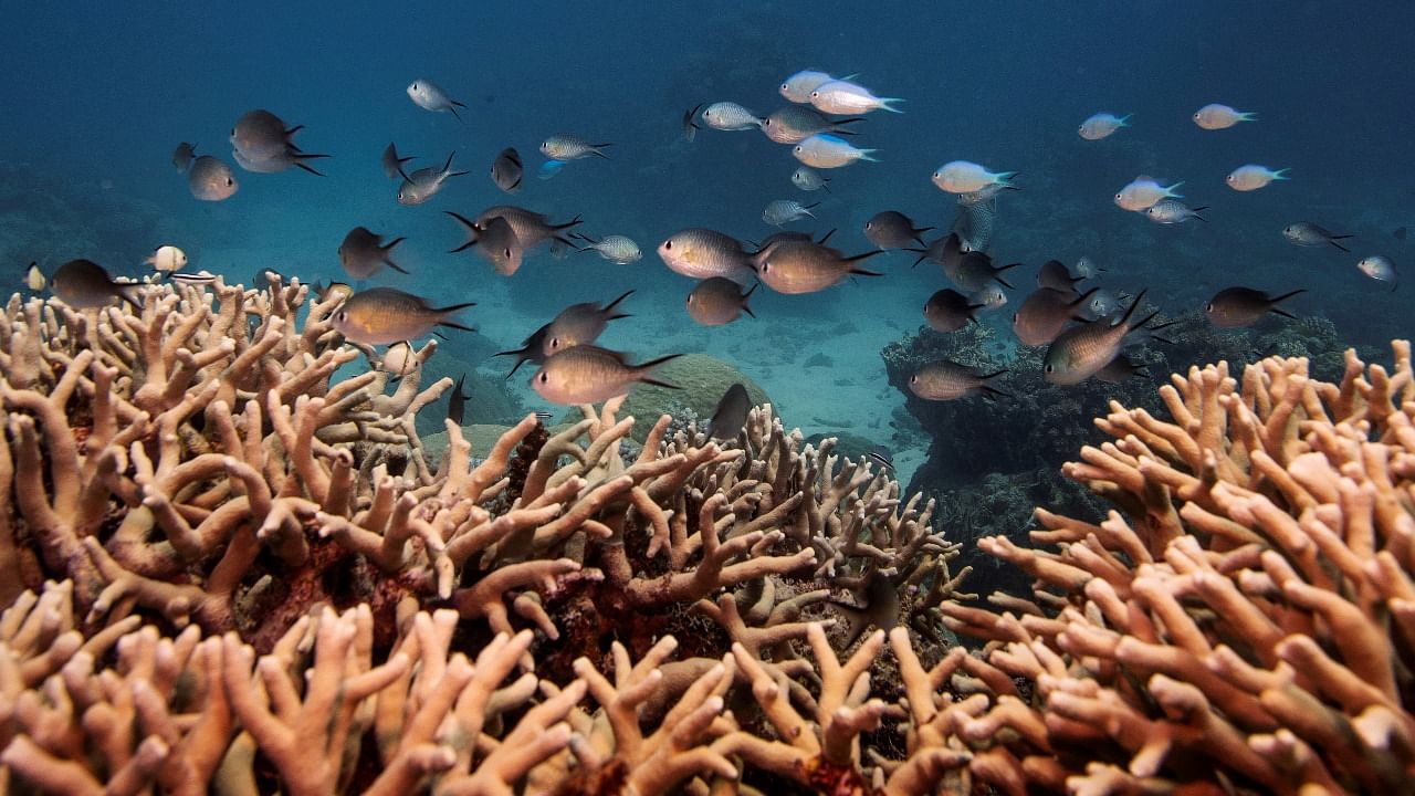 A school of fish swim above a staghorn coral colony as it grows on the Great Barrier Reef off the coast of Cairns, Australia. Credit: Reuters file photo