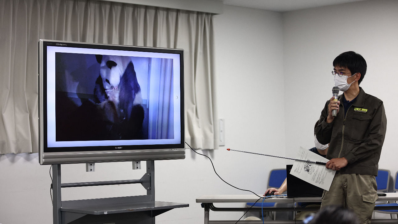 Ueno Zoological Gardens staff member Naoya Ohashi points to a screen showing an image of giant panda Shin Shin with the first of her newly-born twin cubs. Credit: AFP Photo