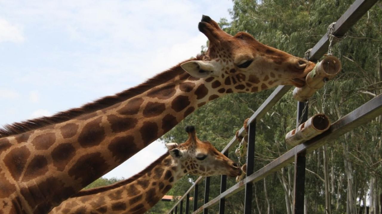 Giraffes Gowri and Yadunandan nibbling on treats from their new bamboo feeder. Credit: DH photo