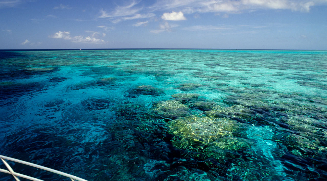 In the last five years, the Great Barrier Reef has suffered three bouts of mass coral bleaching events that drain corals of their bright colours. Credit: iStock Photo