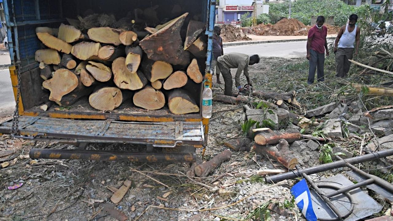 Massive trees are being felled in the city for multiple road projects. Credit: DH file photo