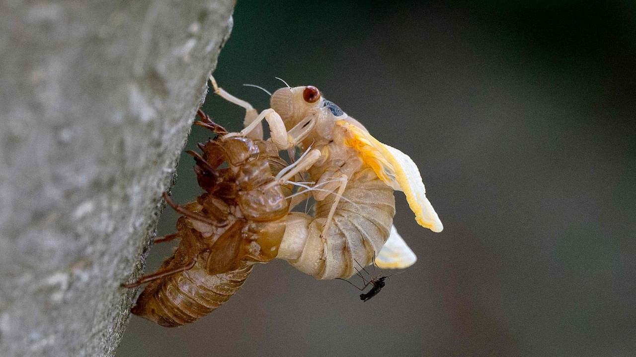 A cicada Brood X clings to a tree as it molts from its shell. Credit: AFP Photo