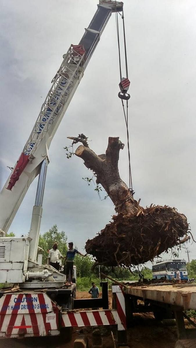 A tree being handled by a crane during the process of translocation. Special Arrangement