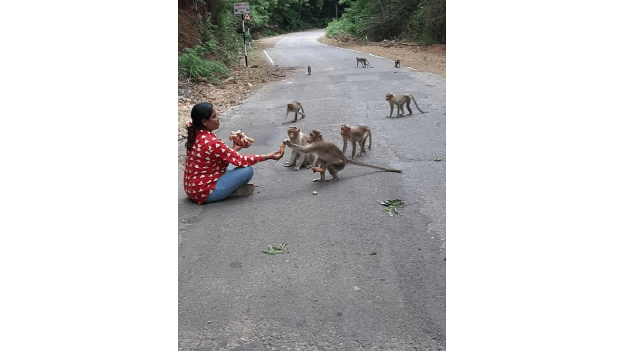 A woman feeds monkeys at Malemahadeshwara Sanctuary. Credit: special arrangement