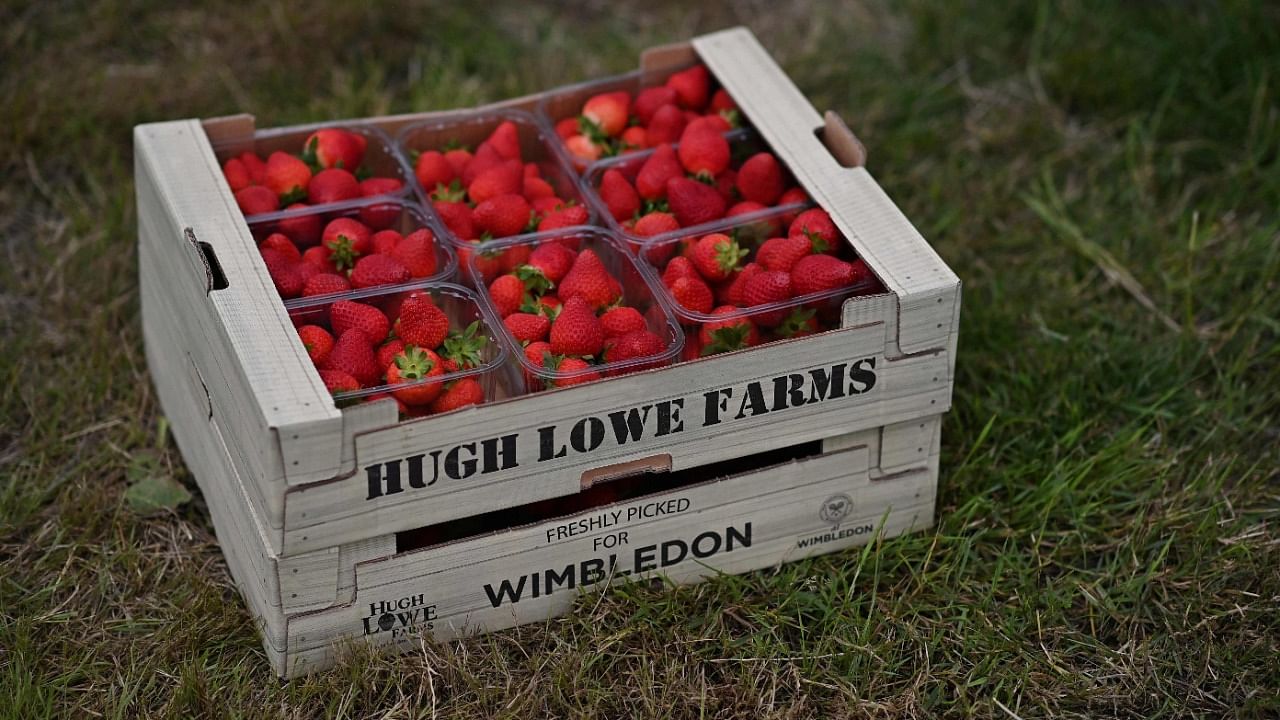 A box of strawberries destined for the Wimbledon tennis tournament, are pictured at Hugh Lowe Farms, near Maidstone, Kent. Credit: AFP Photo