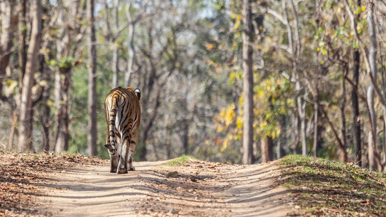 The core area of Pench will remain open till June 30. Credit: iStock Photo