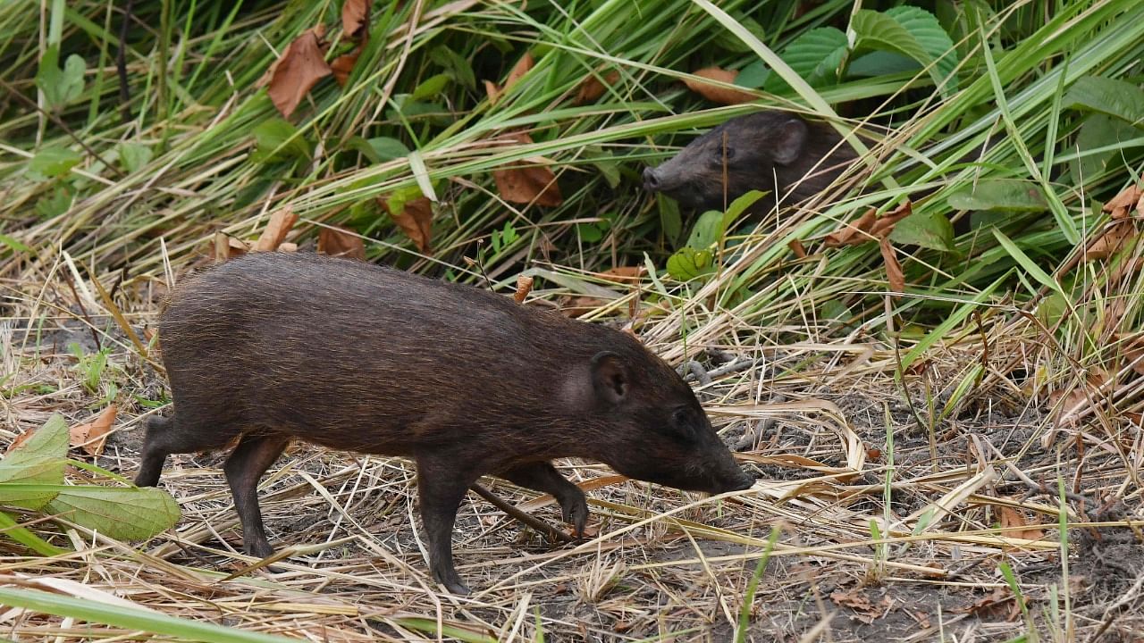 Captive-bred pygmy hogs, an endangered species and the world's rarest and smallest wild pigs, come out of a temporary enclosure during the release of 4 pygmy hogs into the wild at Manas National Park. Credit: AFP Photo