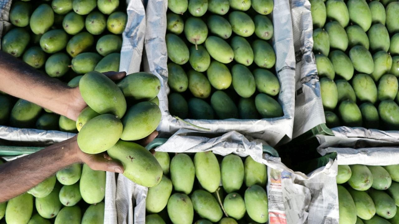 There was Anthracnose fungal attack on the mangoes this year. Credit: PTI File Photo