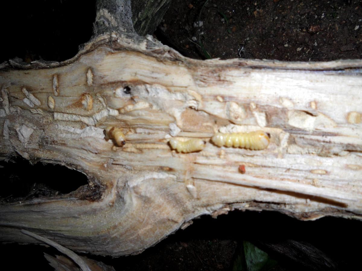 White stem borers destroying a coffee plant. Credit: DH Photo