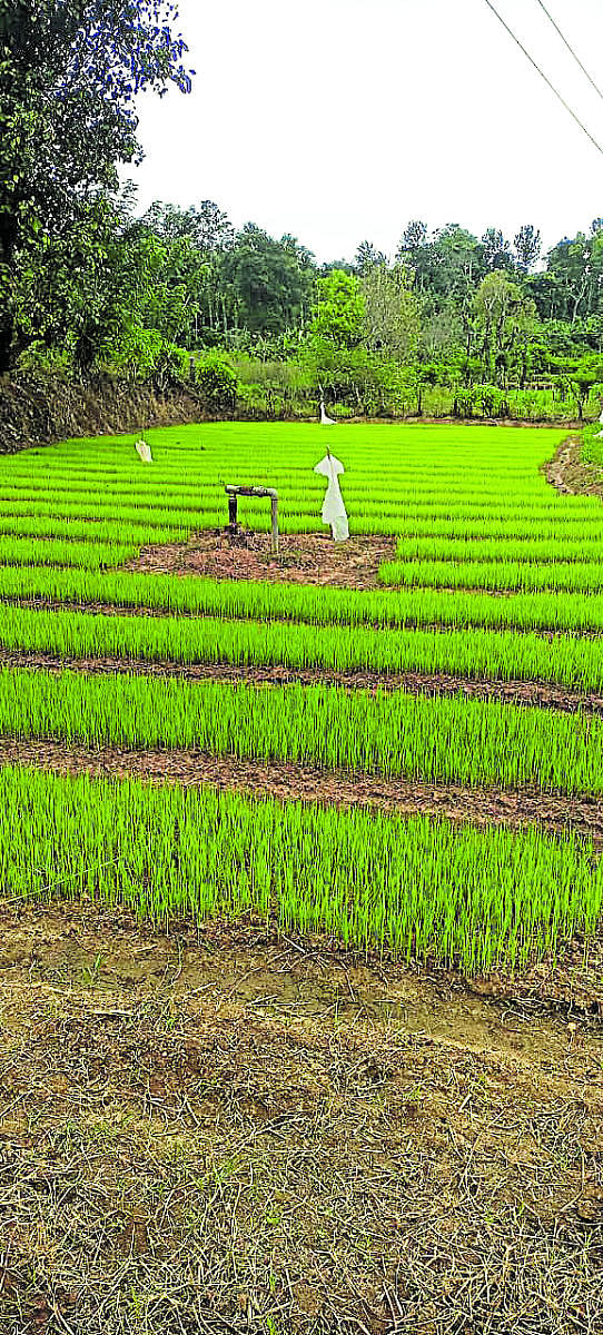 The ‘Tunga’ variety of paddy in a field belonging to S M Umashankar in Shidigalane village near Shanivarasanthe.