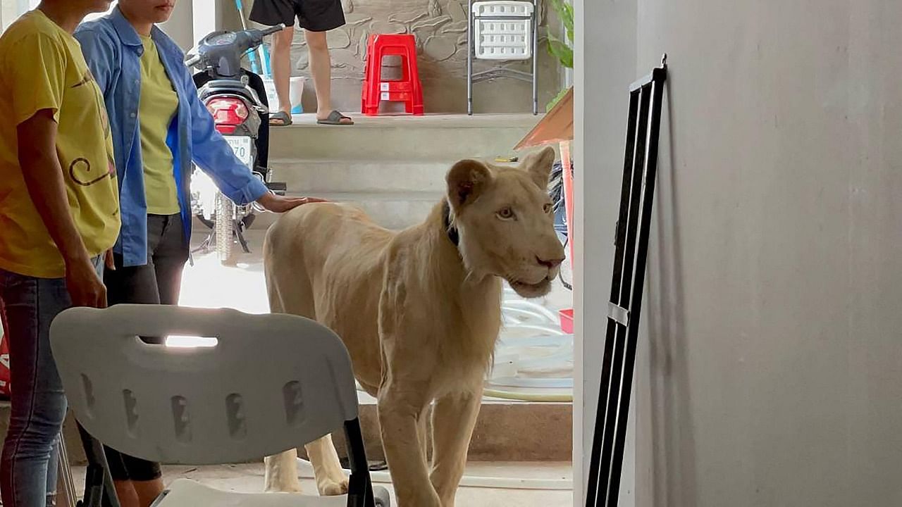 This handout photo taken and released by Cambodia's Ministry of Environment on June 27, 2021 shows a male lion as it is being confiscated by authorities from a private residence where it was being raised as a pet in Phnom Penh. Credit: AFP Photo/Cambodia's Ministry of Environment