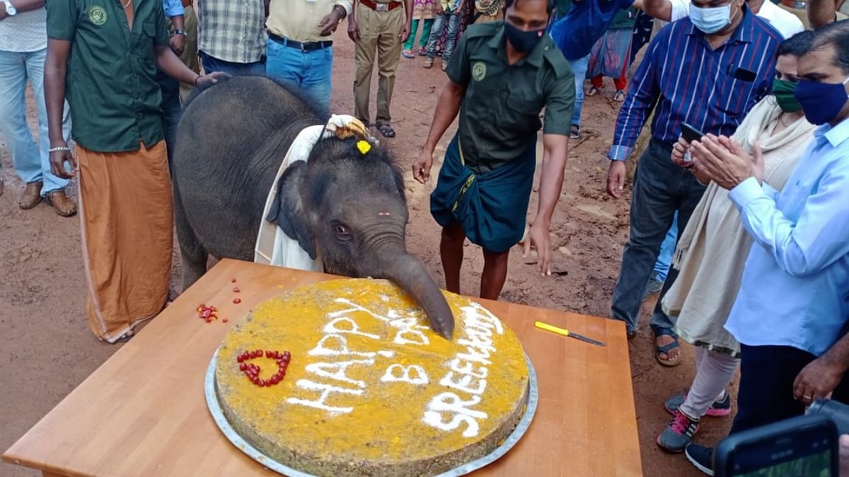 Kerala elephant that cut cake to celebrate birthday dies