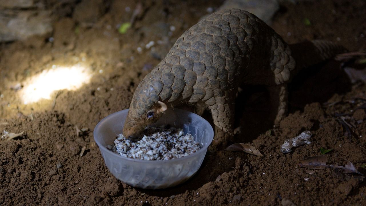 Pangolins are one of the world's most trafficked mammals. Credit: Reuters Photo