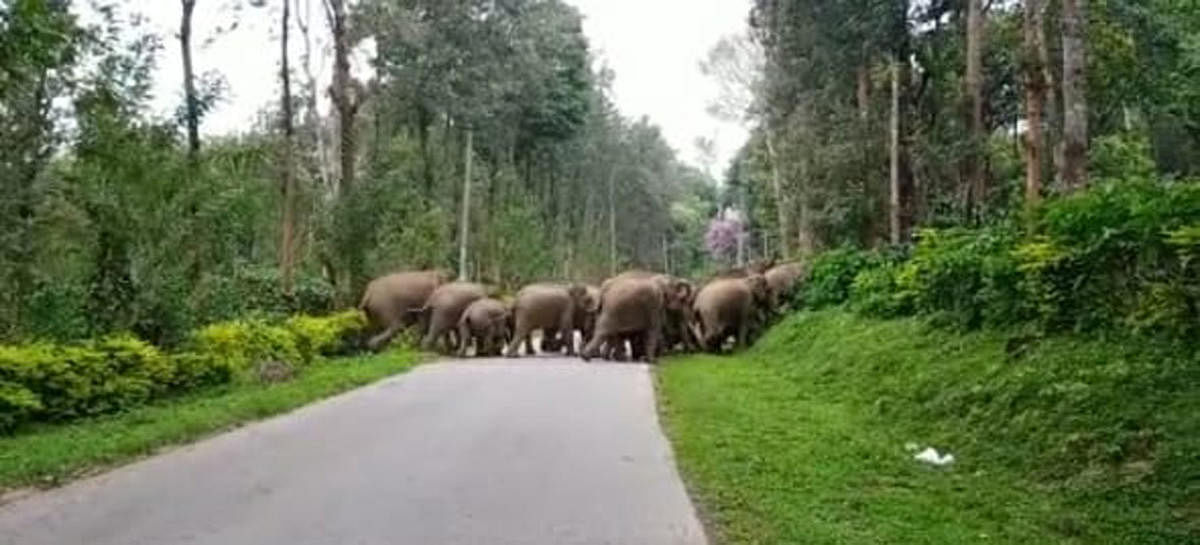 A herd of elephants crosses the road near Mayamudi in Kodagu district.