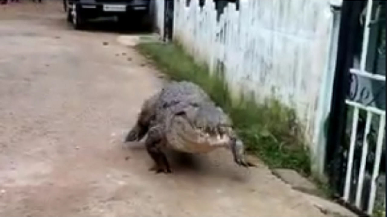 Crocodile that entered the village. Credit: Special Arrangement