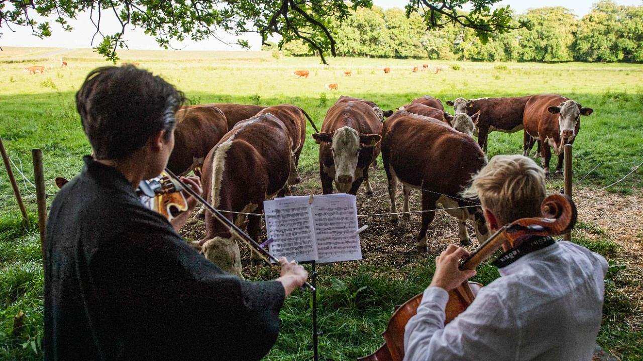 A herd of cows gathers as cellist Jacob Shaw (R) and violinist Roberta Verna (L) play a concert of classical music. Credit: AFP Photo