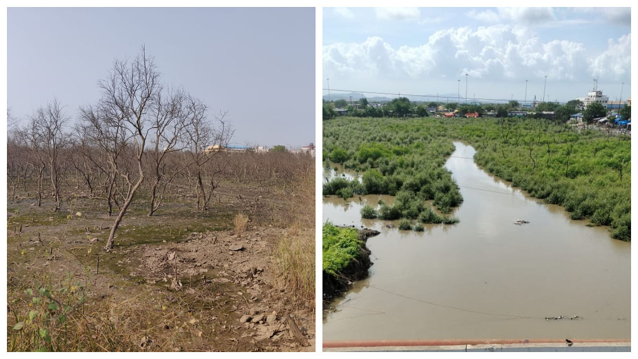 Photos of the mangrove then and now. Credit: Special Arrangement