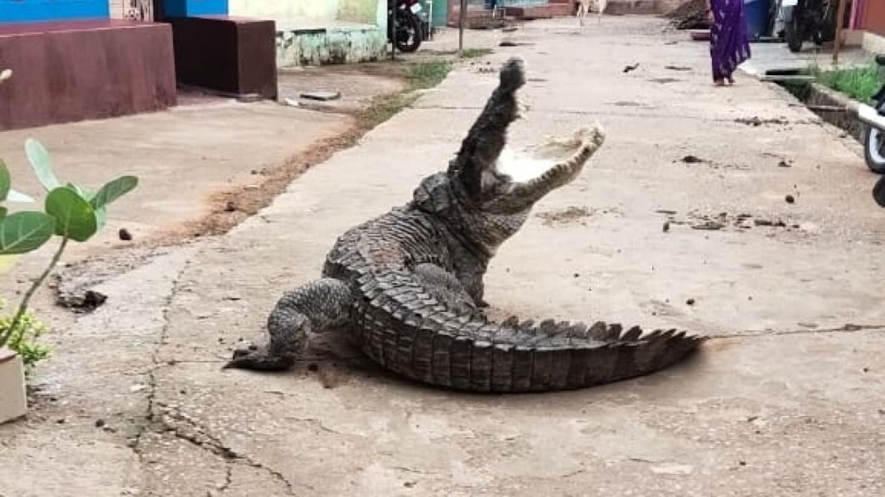 A screenshot of a huge crocodile in Kogilabana village in Dandeli. Credit: DH Photo