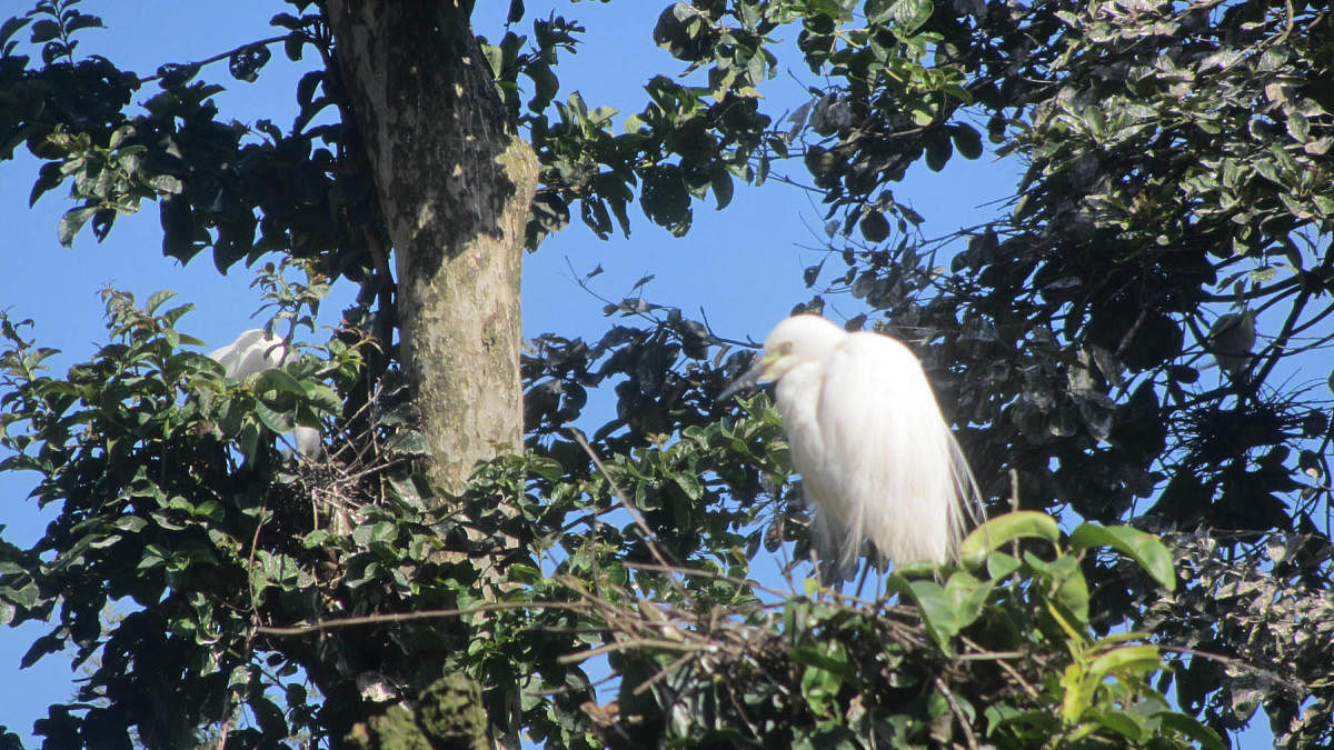 An egret builds a nest on the branch of a tree near Appacha Kavi Road in Napoklu.