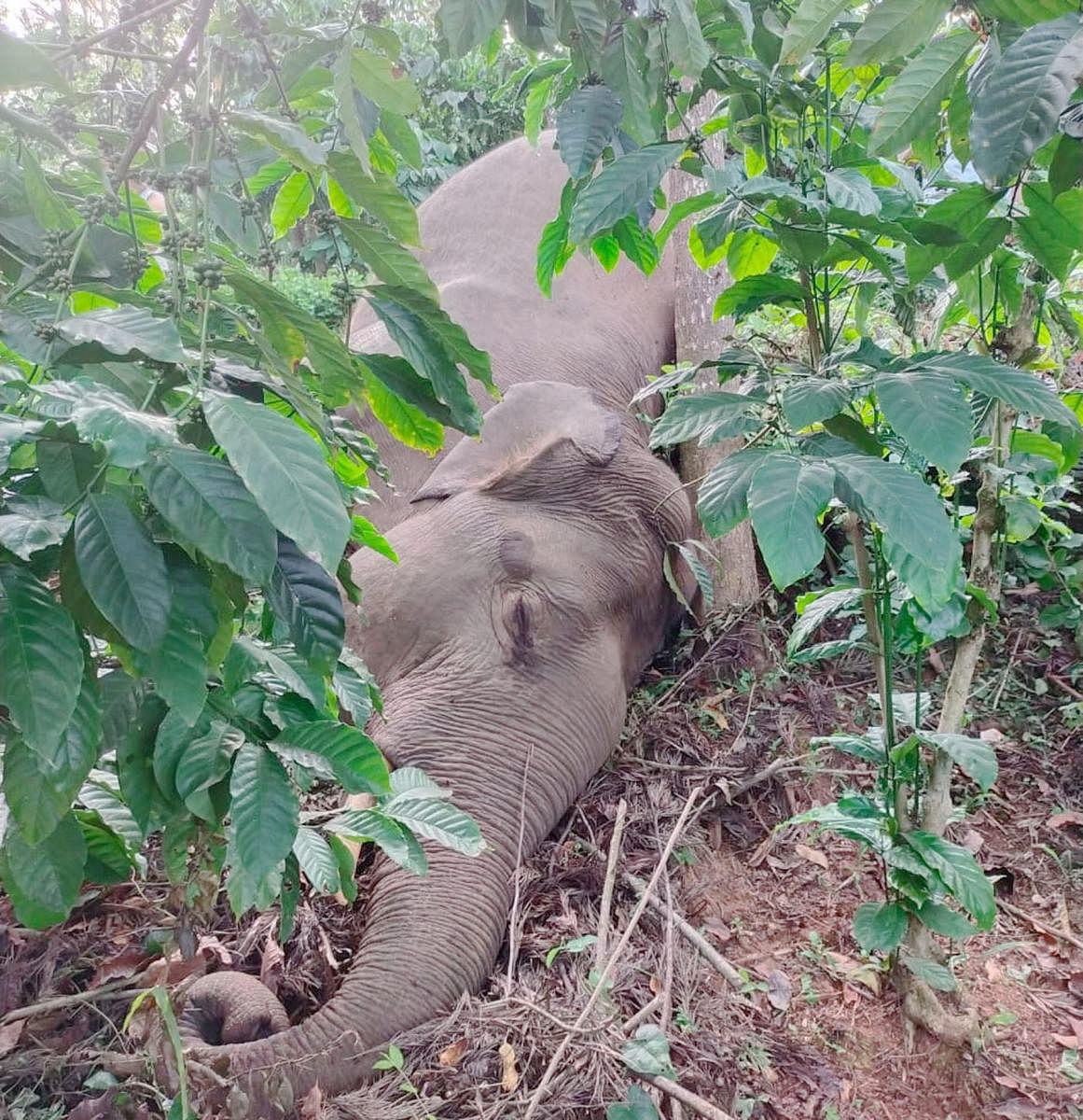 The body of a male elephant found in a plantation near Kutta.