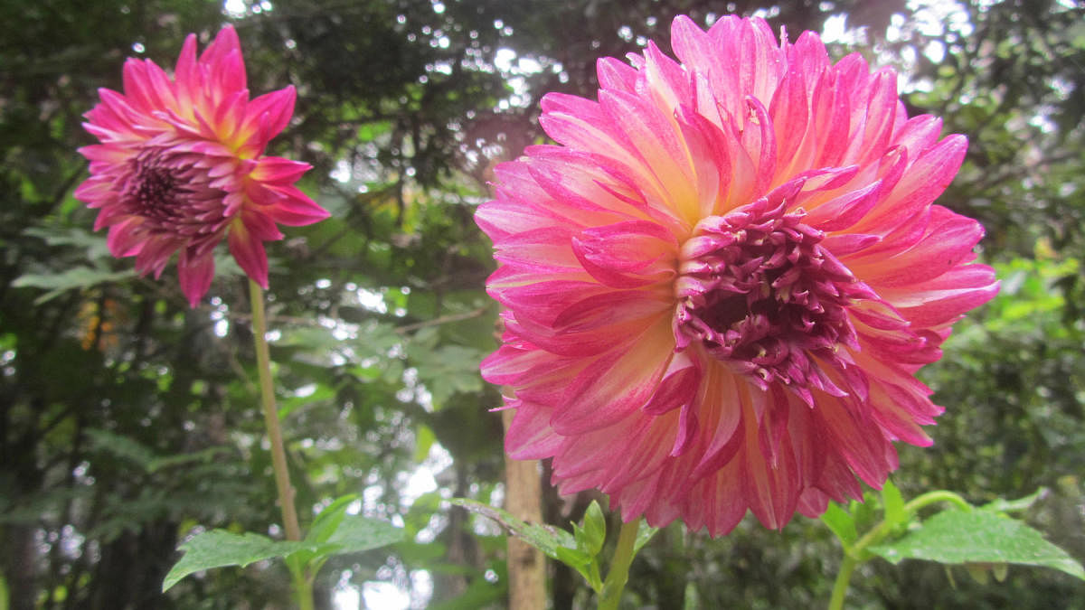 Dahlia flowers with a combination of two colours.