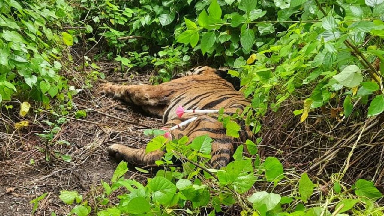 The tiger had suffered injuries on its left limb and eyes, in a fight with another tiger, officials said. Credit: Forest Department