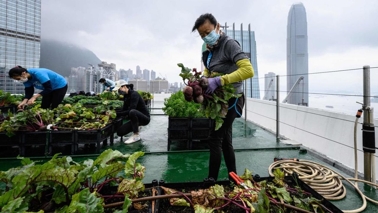 More than 60 farms have sprouted across Hong Kong since 2015 -- on decommissioned helipads, shopping mall rooftops and public terraces. Credit: AFP Photo
