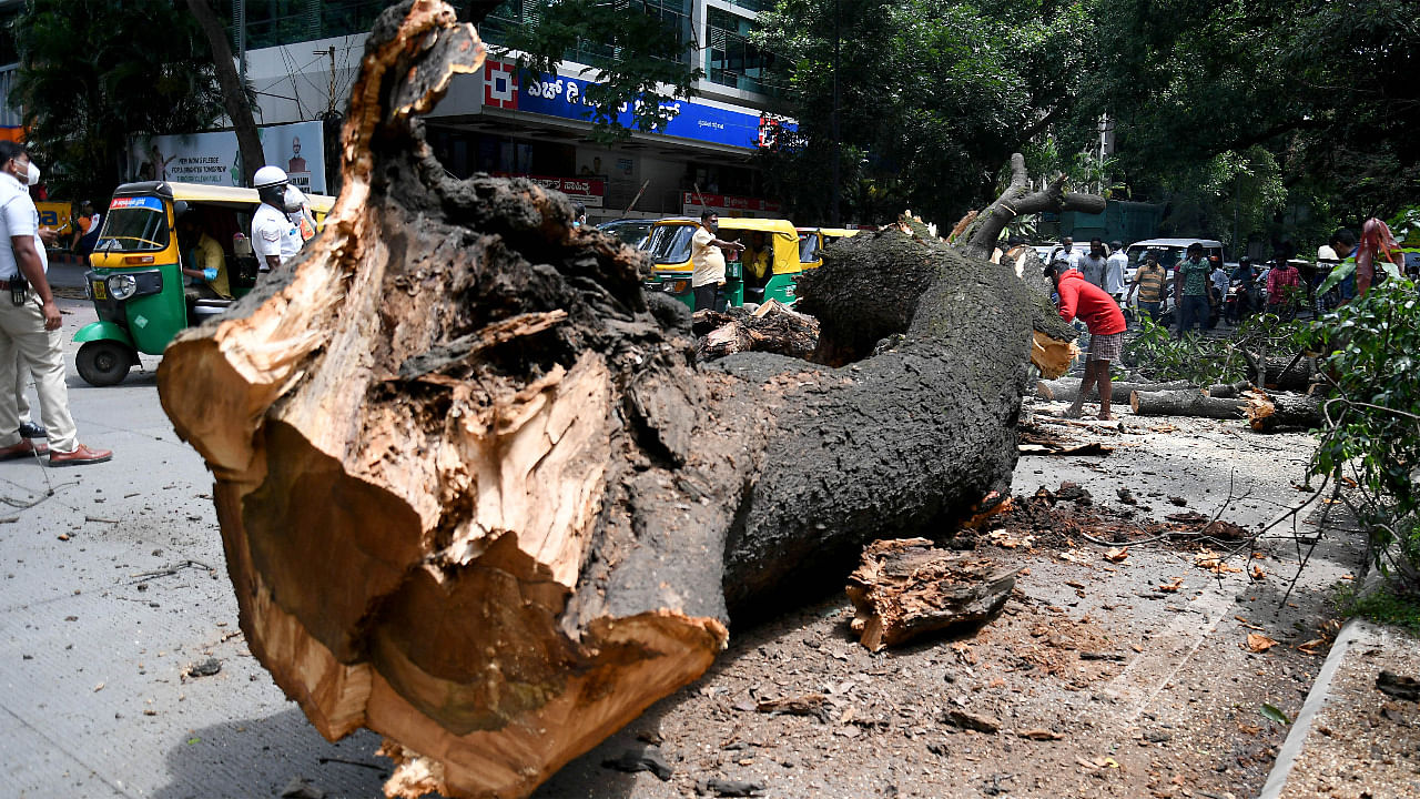 BBMP staff clear big old tree branches on Nrupatunga Road in Bengaluru. Credit: DH Photo/Pushkar V