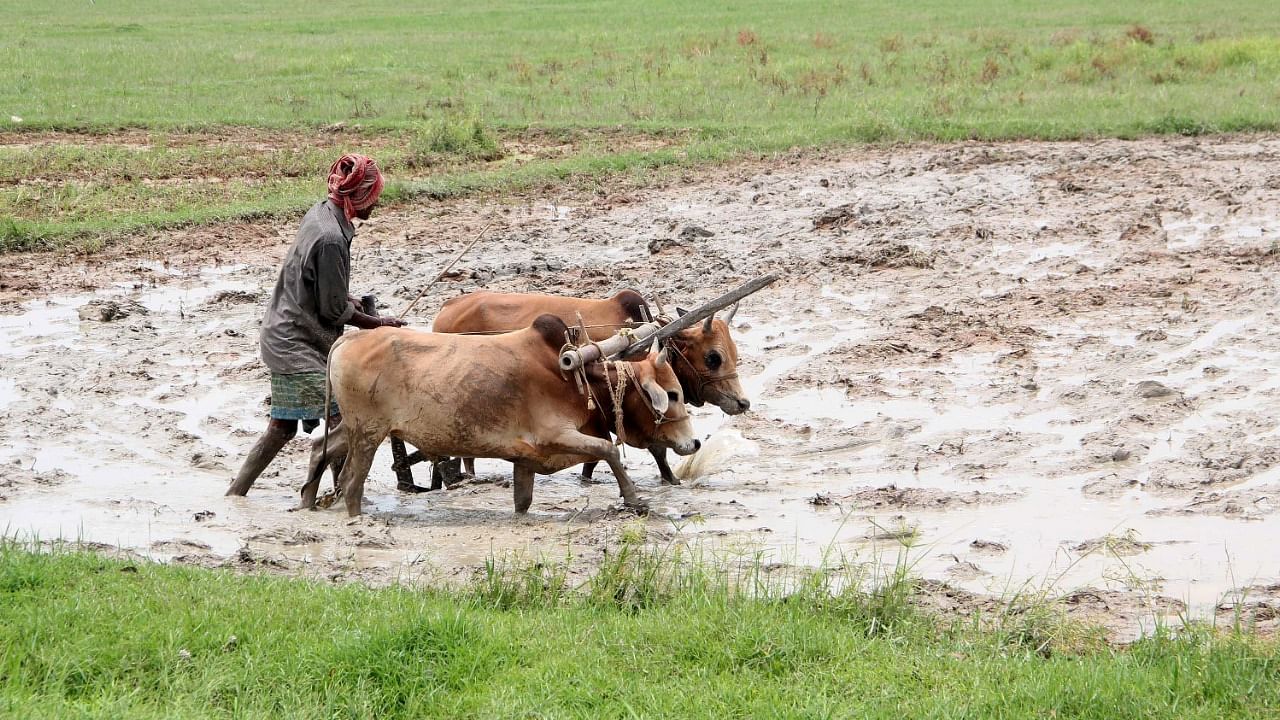armers typically start planting summer-sown crops on June 1, when monsoon rains usually reach India. Credit: PTI Photo