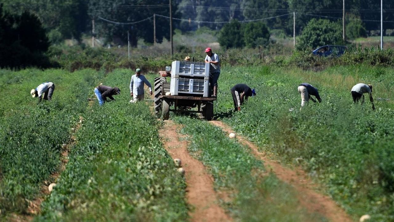 About 30,000 Indians, mainly Sikhs from Punjab state, live in the Pontine Marshes. A growing number of these labourers are taking drugs to cope with long hours, poor conditions and very low pay. Credit: AFP Photo