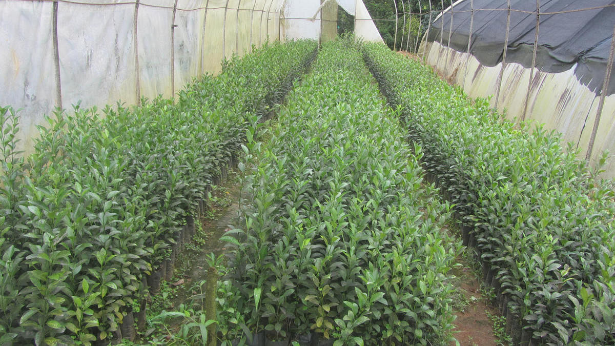 The orange saplings readied at a nursery in Bethu.