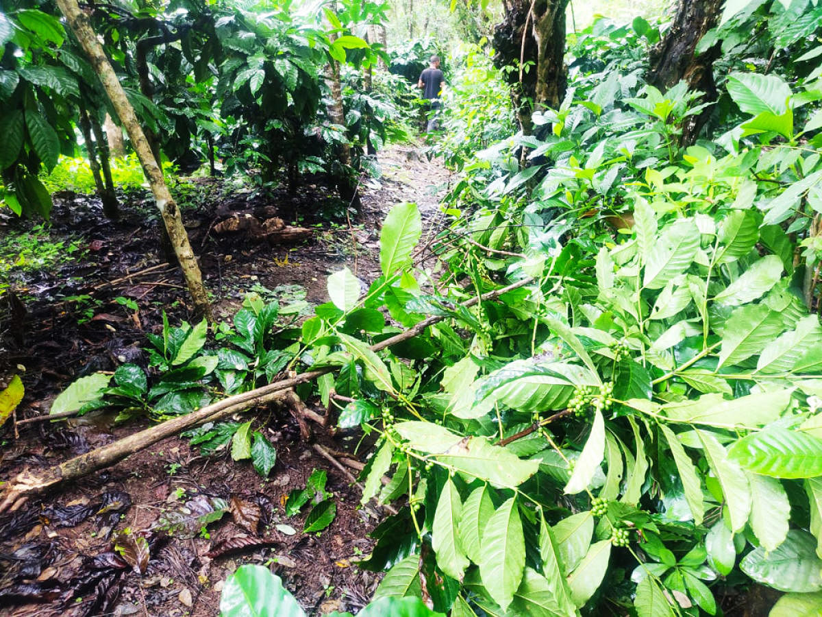 Coffee plants damaged by elephants in 7th Hosakote.