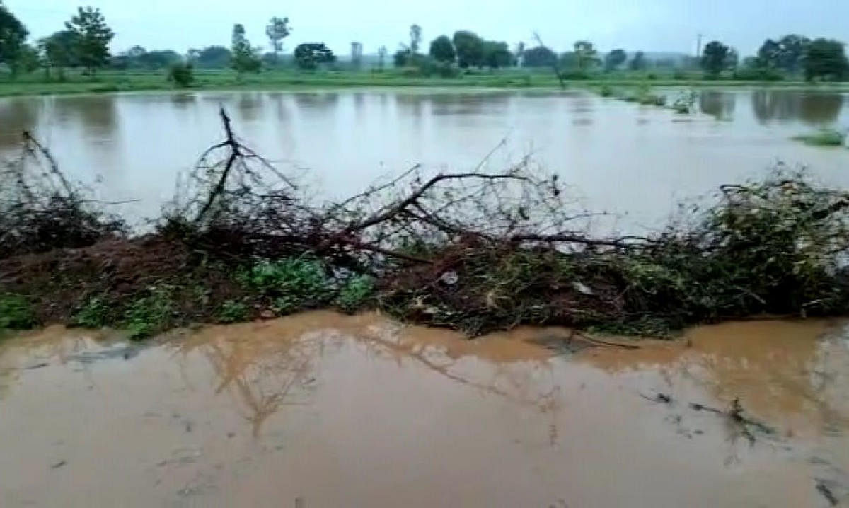 Soya crop is washed away due to heavy rains in a village in Bidar taluk. Credit: DH Photo