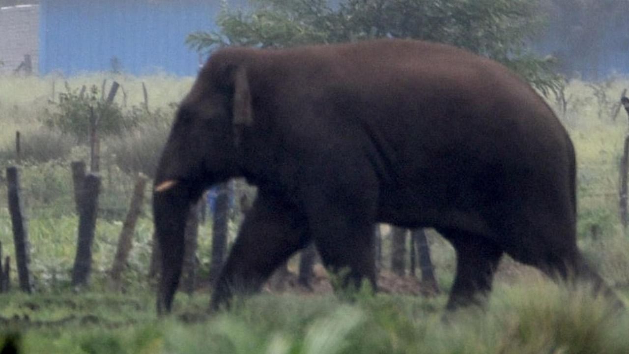 The elephant spotted at Erehalli at Erehalli in Chikkamagaluru taluk. Credit: DH Photo