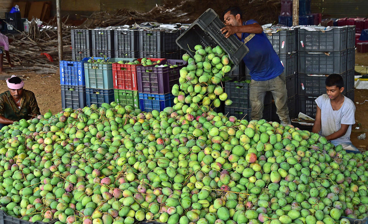 Officials expect the online retailer to bring more customers for the Alphonso, considered to be the expensive variety of mango.DH File Photo