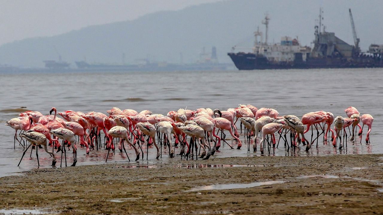 The state  had announced on December 4, 2015 that the State Wildlife Board approved the three bird sanctuaries which would help in the conservation of flamingos. Credit: PTI File Photo