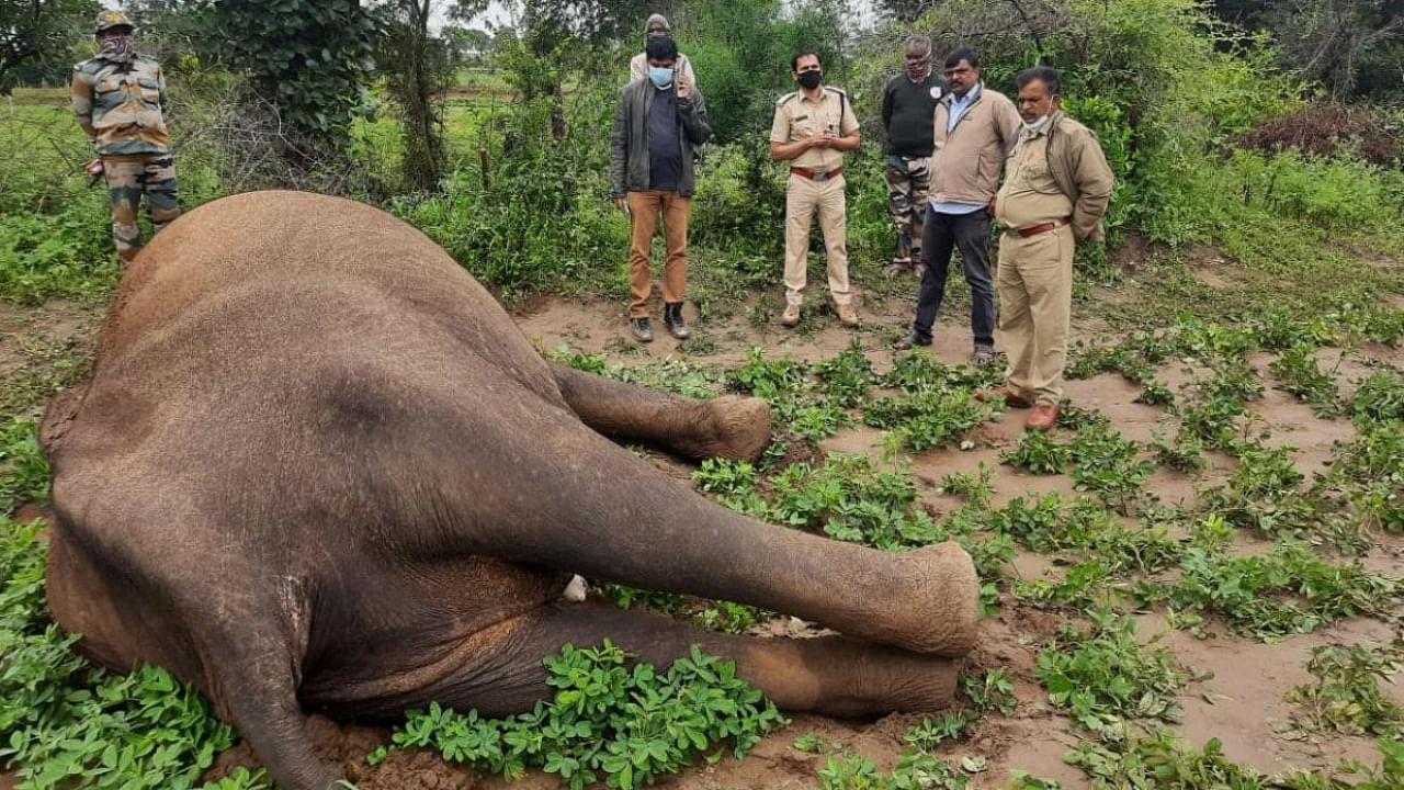 The carcass of the wild jumbo that died of electrocution at Alathuru village, in Gundlupet taluk, Chamarajanagar district, on Thursday. Credit: Special Arrangement