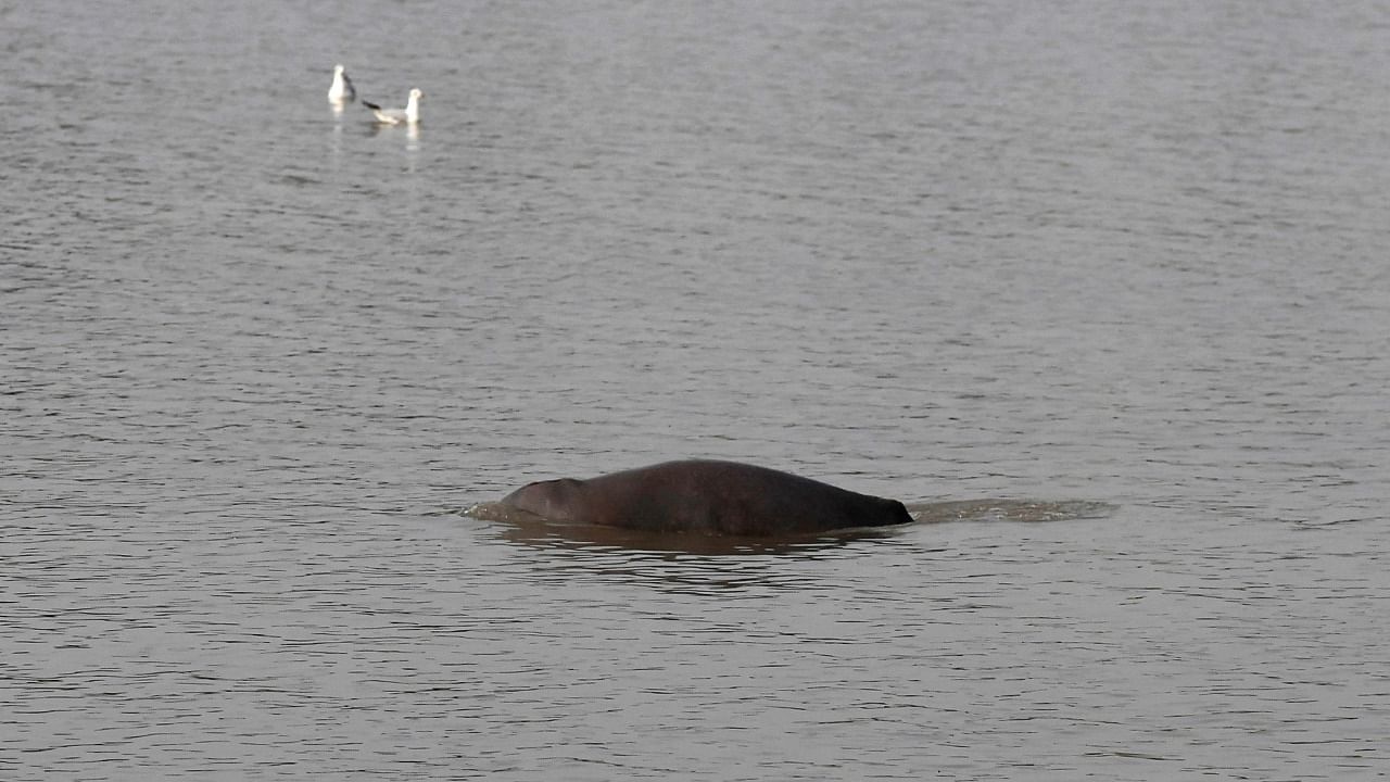 Freshwater dolphins are flourishing in a stretch of Pakistan's main river after a helping hand from fishermen mobilised to defend a rare species driven to near-extinction. Credit: AFP Photo