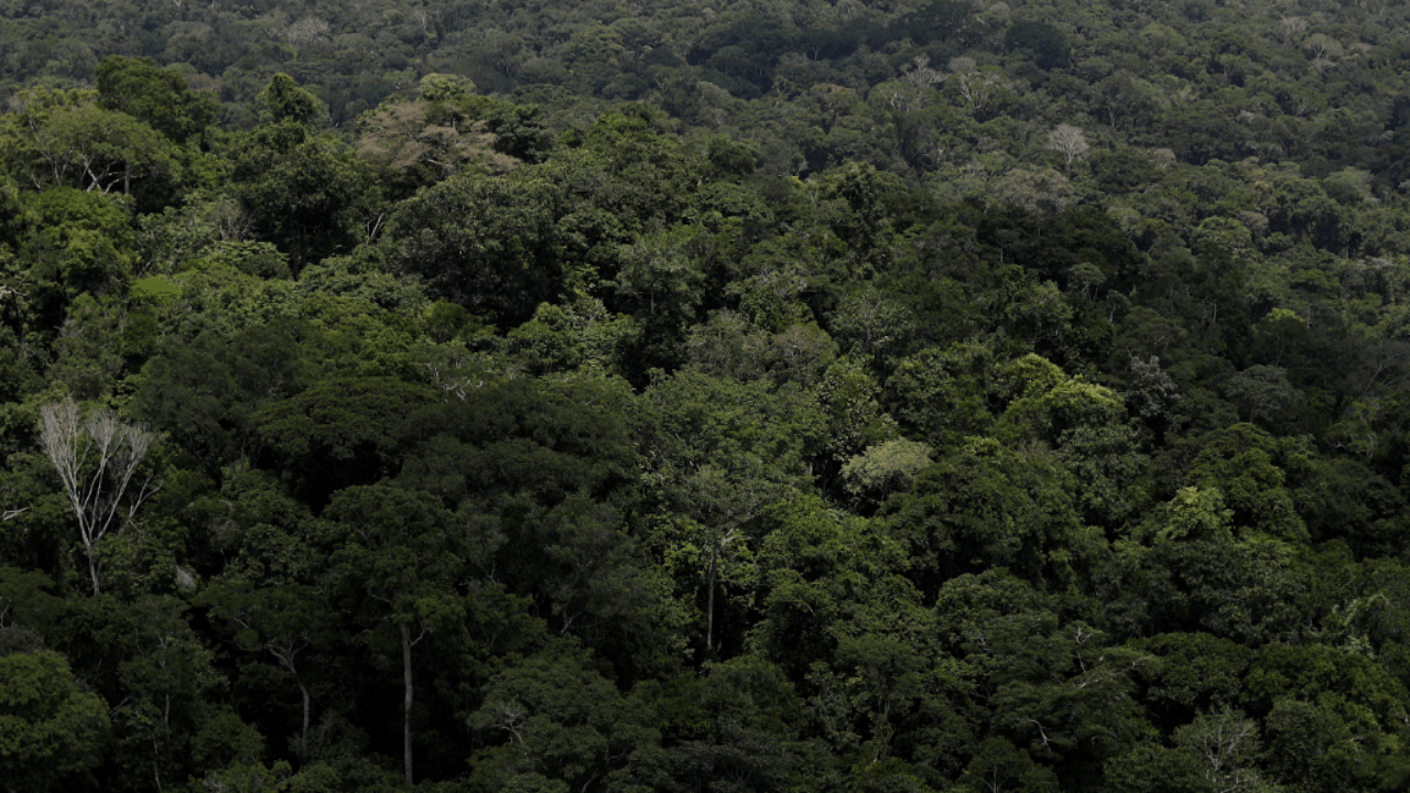 A 30-year study in the journal Nature published in 2015 found that the Amazon’s ability to absorb carbon dioxide is showing “a long-term decreasing trend'. Credit: Reuters Photo